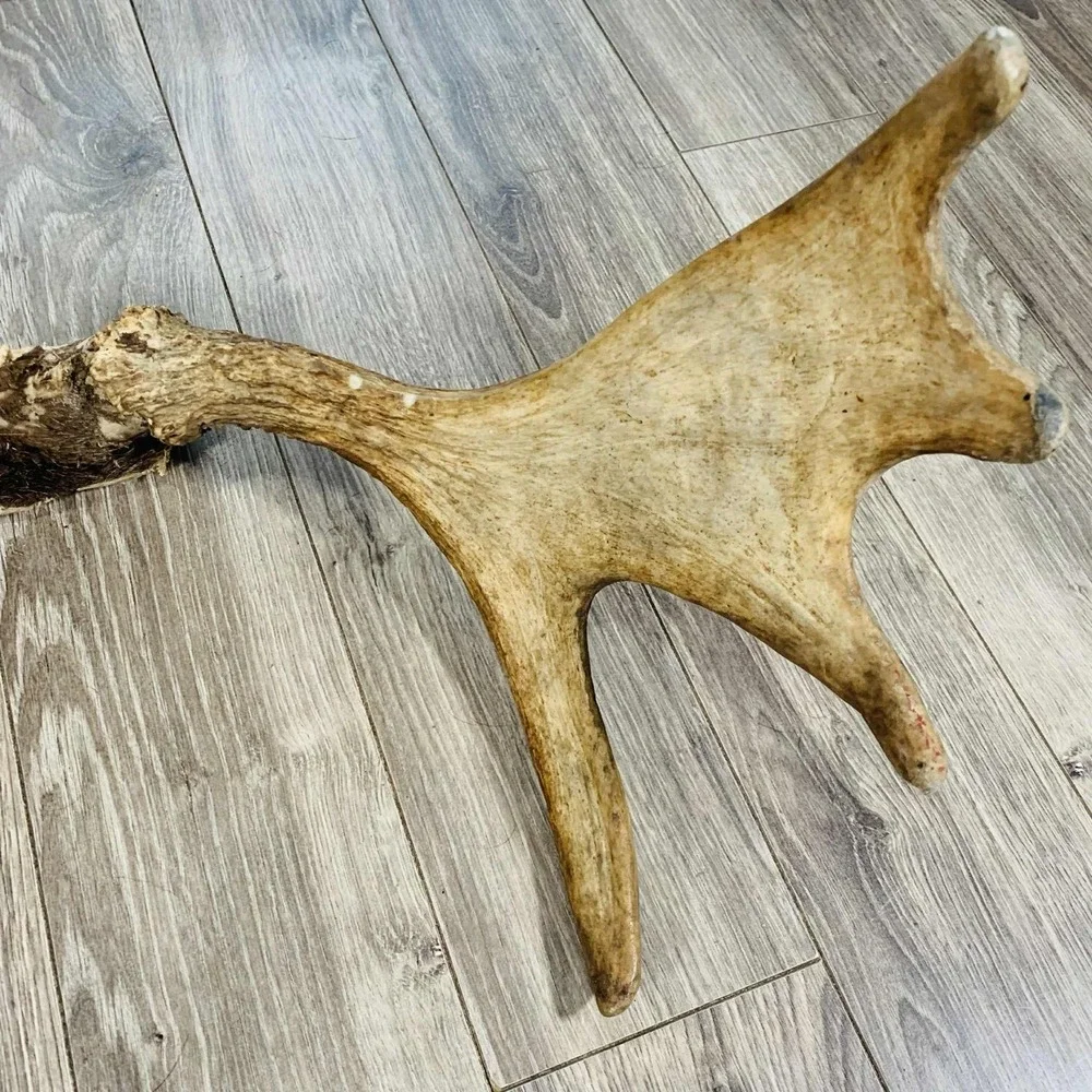 Naturally Shed Wild Moose Antler (Horn, Knife, Carving, Chew, Taxidermy) Full - Picture 11 of 15